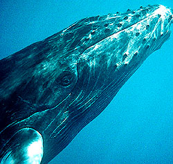 Whale eye, ©Lisa Denning