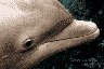 [Dolphin Eye]