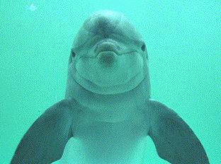 [Dolphin Happy Face]
